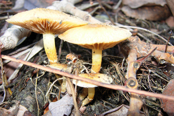 Funghi... e la mia prima micro!