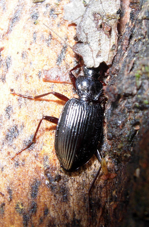 Carabidae: crux et delitia...