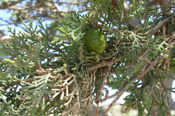 Da Creta: Cupressus sempervirens var. horizontalis