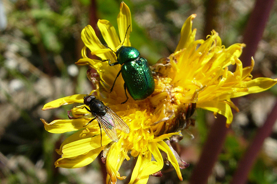 Chrysomelidae