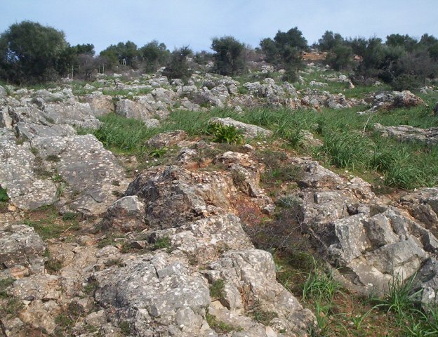 clausiliidae-Gargano