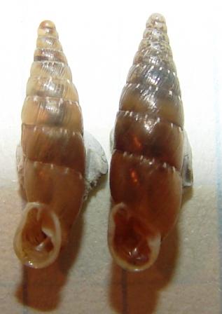 Siciliaria(Gibbularia)gibbula gibbula (Rossmaessler, 1836)