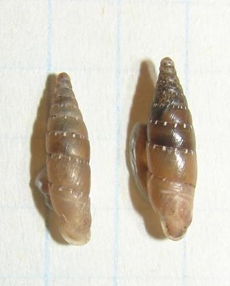 Siciliaria(Gibbularia)gibbula gibbula (Rossmaessler, 1836)