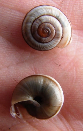 Chilostoma ambrosi
