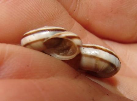 Chilostoma ambrosi