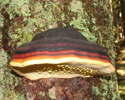 fungo da lago di Carezza (BZ) (Fomitopsis pinicola)