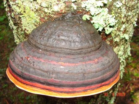 fungo da lago di Carezza (BZ) (Fomitopsis pinicola)