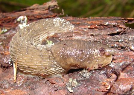 Limax montanus dal Val Sorda (Moena-TN)