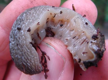 Limax montanus dal Val Sorda (Moena-TN)