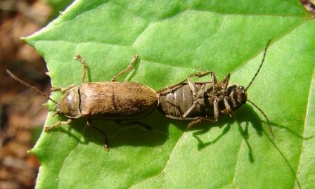 Famolo strano.....Dascillus cervinus (Dascillidae)