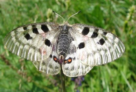 Parnassius apollo Val Sorda Moena (TN)