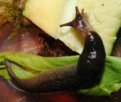 Limax montanus dal Val Sorda (Moena-TN)