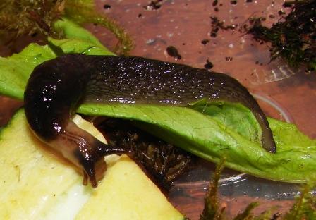 Limax montanus dal Val Sorda (Moena-TN)