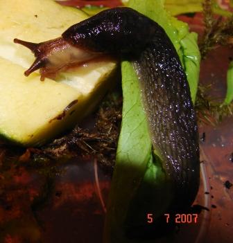 Limax montanus dal Val Sorda (Moena-TN)