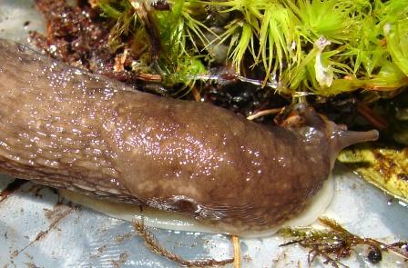 Limax montanus - Lagusel Val di Fassa (TN) e Siusi (BZ)