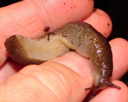 Limax montanus - Lagusel Val di Fassa (TN) e Siusi (BZ)
