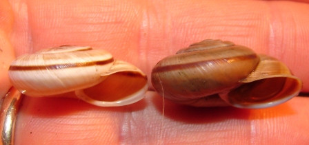 Chilostoma cingulatum della Val d''Ega (BZ)