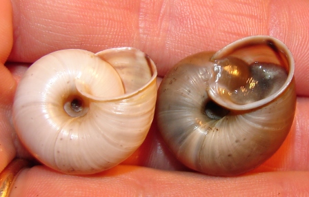 Chilostoma cingulatum della Val d''Ega (BZ)