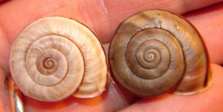 Chilostoma cingulatum della Val d''Ega (BZ)