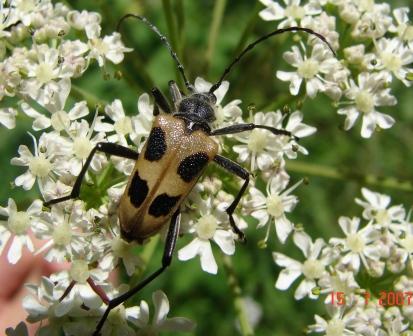 Pachyta quadrimaculata Val Sorda Moena (TN)