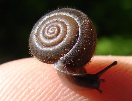 Isognomostoma isognomostomos (Schrter, 1784) (TN)