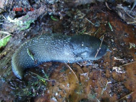 Limax cinereoniger - Tamion Val di Fassa (TN)