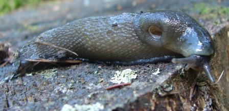 Limax cinereoniger - Tamion Val di Fassa (TN)