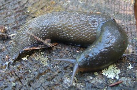 Limax cinereoniger - Tamion Val di Fassa (TN)