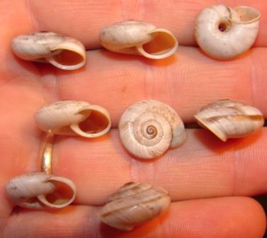 Chilostoma cingulata nicatis - Gole di Fara S. Martino