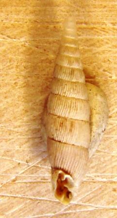 Clausilidae spiaggiato