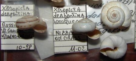 Hygromiidae (?) xerofila dai M.Berici (VI). Da determinare