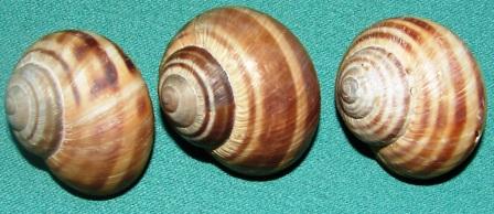 Variazioni in Helix ligata