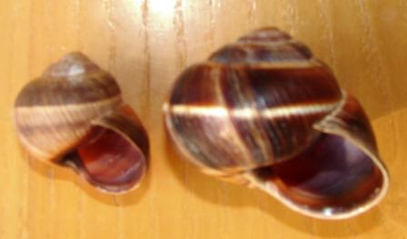 Variazioni in Helix ligata