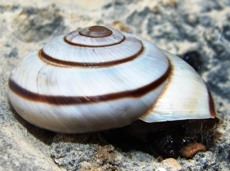 Chilostoma cingulatum  dai Monti Lessini