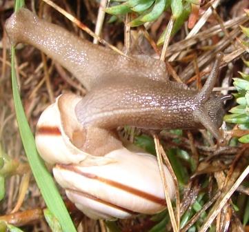 Chilostoma cingulatum  dai Monti Lessini