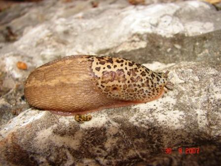 Chi  Limax cf veronensis (TN, VR, PD)