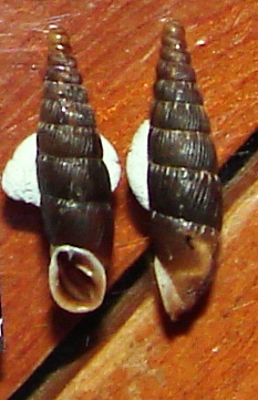 Charpentieria lessini