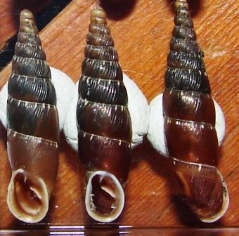 Charpentieria itala leccoensis ???