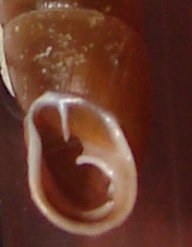 Cochlodina (Cochlodina) fimbriata (Rossmssler, 1835)