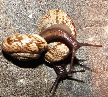 Chilostoma cingulatum tigrinum (De Cristofori & Jan 1832)