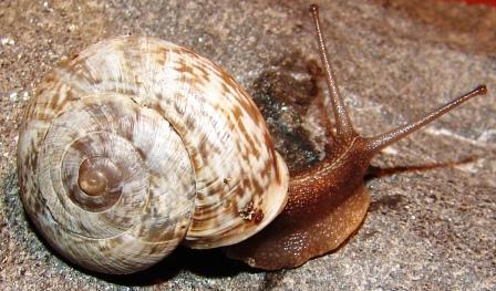 Chilostoma cingulatum tigrinum (De Cristofori & Jan 1832)