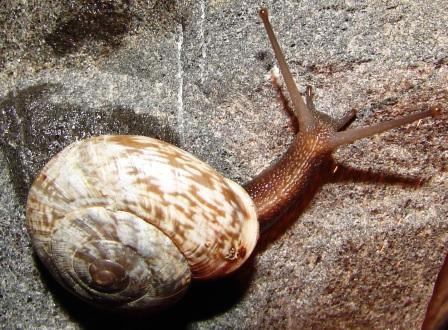 Chilostoma cingulatum tigrinum (De Cristofori & Jan 1832)