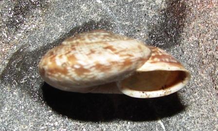 Chilostoma cingulatum tigrinum (De Cristofori & Jan 1832)