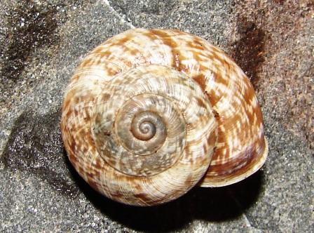 Chilostoma cingulatum tigrinum (De Cristofori & Jan 1832)