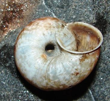 Chilostoma cingulatum tigrinum (De Cristofori & Jan 1832)