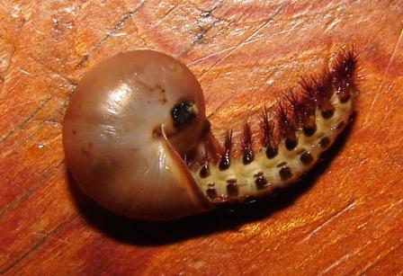 Monacha con larva di coleottero (Drilus sp.)