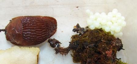 Arion lusitanicus con uova