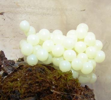 Arion lusitanicus con uova