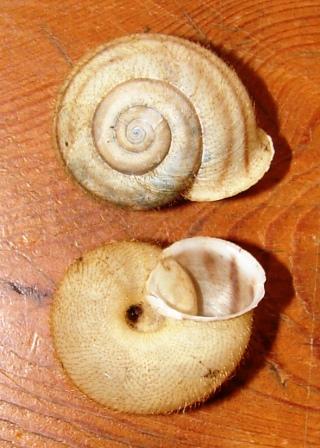 Chilostoma (Faustina) lefeburianum (Frussac, 1822)