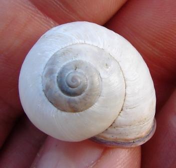 Cepaea (Cepaea) nemoralis (Linnaeus, 1758)